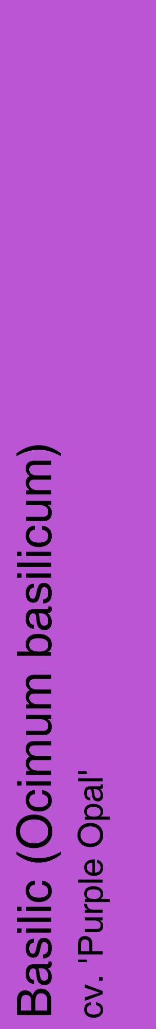 Étiquette de : Ocimum basilicum cv. 'Purple Opal' - format c - style noire50_basiquehel avec comestibilité