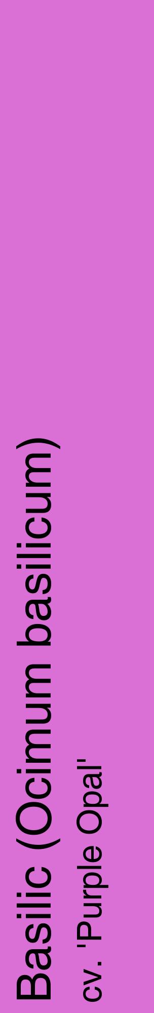 Étiquette de : Ocimum basilicum cv. 'Purple Opal' - format c - style noire52_basiquehel avec comestibilité