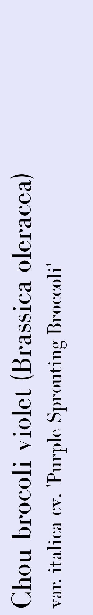 Étiquette de : Brassica oleracea var. italica cv. 'Purple Sprouting Broccoli' - format c - style noire55_basiquebod avec comestibilité