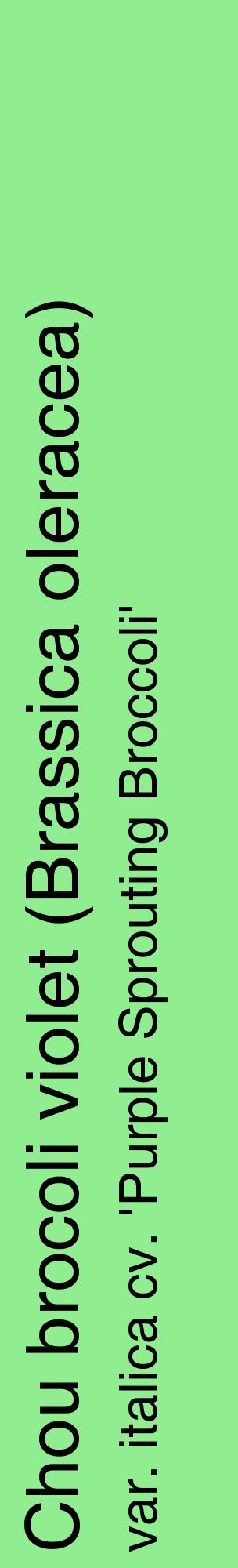 Étiquette de : Brassica oleracea var. italica cv. 'Purple Sprouting Broccoli' - format c - style noire15_basiquehel avec comestibilité