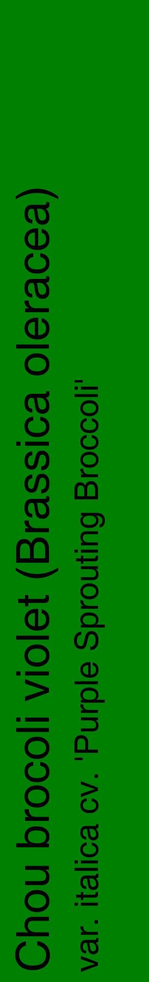 Étiquette de : Brassica oleracea var. italica cv. 'Purple Sprouting Broccoli' - format c - style noire9_basiquehel avec comestibilité