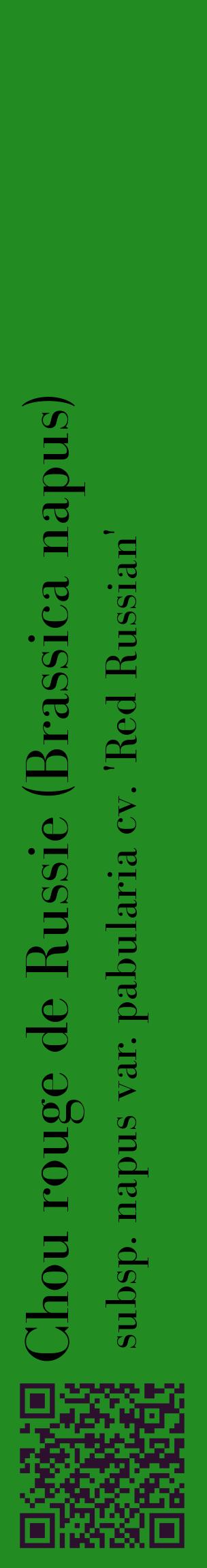 Étiquette de : Brassica napus subsp. napus var. pabularia cv. 'Red Russian' - format c - style noire10_basiquebod avec qrcode et comestibilité