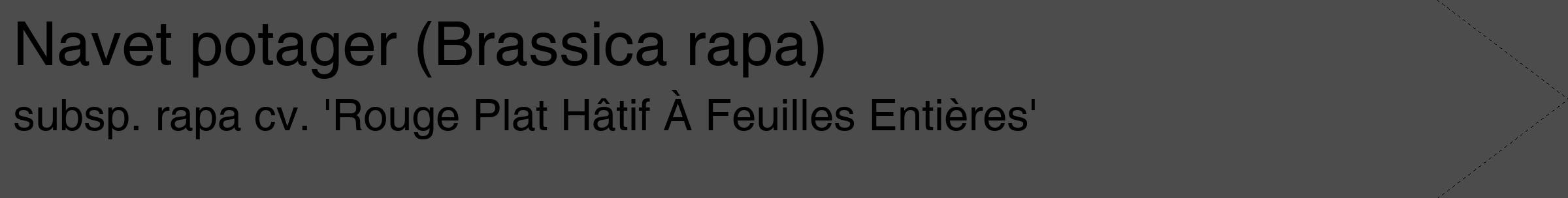 Étiquette de : Brassica rapa subsp. rapa cv. 'Rouge Plat Hâtif À Feuilles Entières' - format c - style noire27_simple_simplehel avec comestibilité