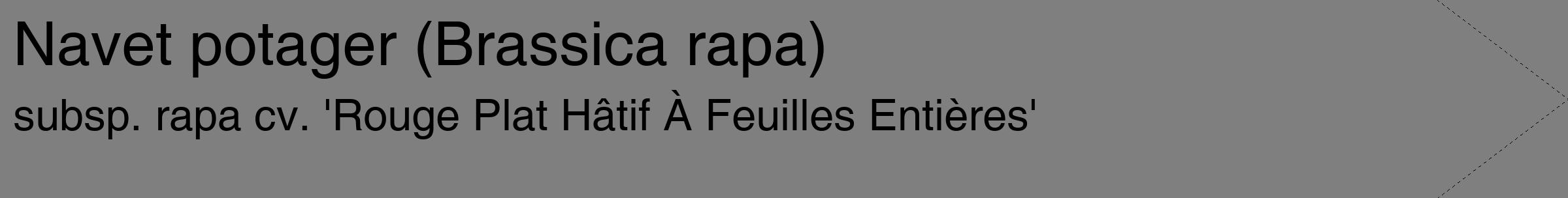 Étiquette de : Brassica rapa subsp. rapa cv. 'Rouge Plat Hâtif À Feuilles Entières' - format c - style noire31_simple_simplehel avec comestibilité