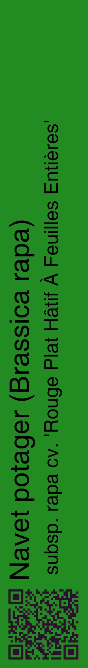 Étiquette de : Brassica rapa subsp. rapa cv. 'Rouge Plat Hâtif À Feuilles Entières' - format c - style noire10_basiquehel avec qrcode et comestibilité