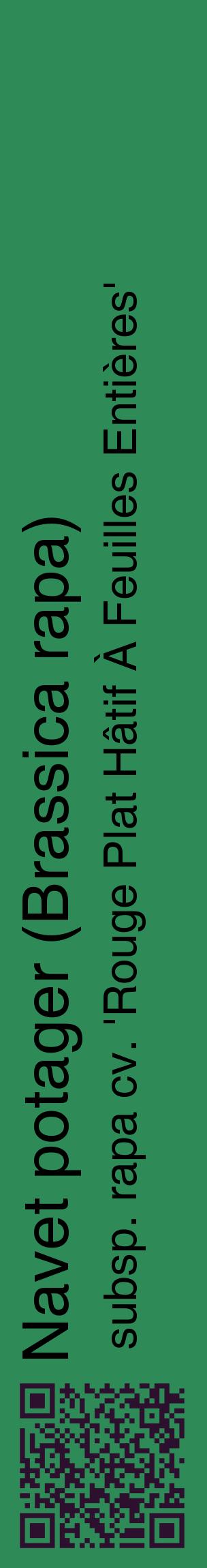 Étiquette de : Brassica rapa subsp. rapa cv. 'Rouge Plat Hâtif À Feuilles Entières' - format c - style noire11_basiquehel avec qrcode et comestibilité