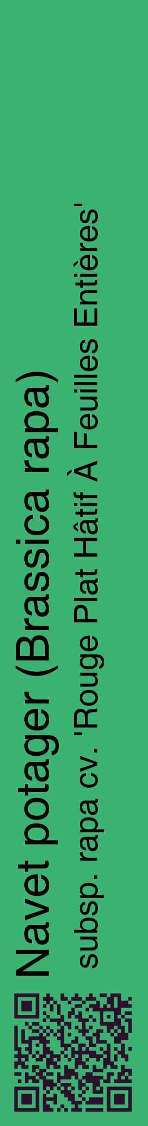Étiquette de : Brassica rapa subsp. rapa cv. 'Rouge Plat Hâtif À Feuilles Entières' - format c - style noire12_basiquehel avec qrcode et comestibilité