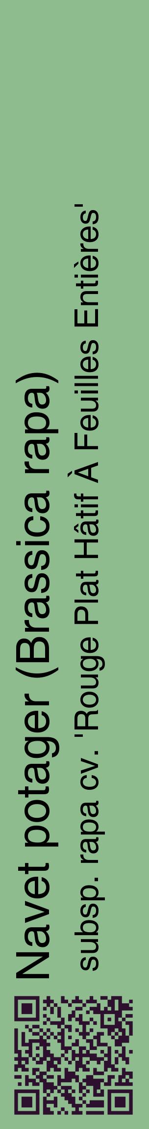 Étiquette de : Brassica rapa subsp. rapa cv. 'Rouge Plat Hâtif À Feuilles Entières' - format c - style noire13_basiquehel avec qrcode et comestibilité