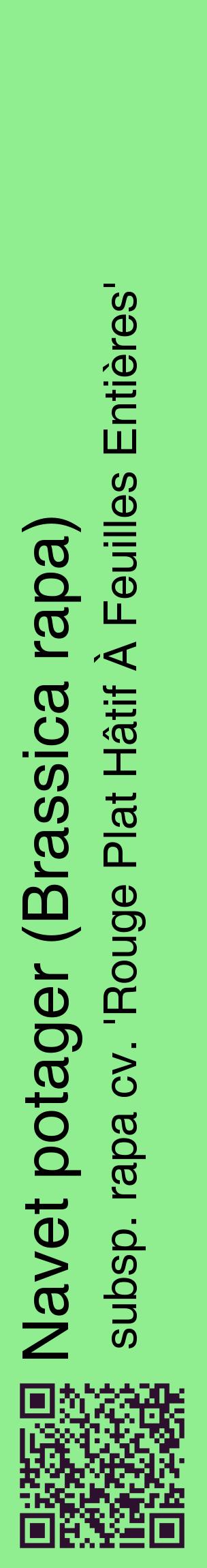 Étiquette de : Brassica rapa subsp. rapa cv. 'Rouge Plat Hâtif À Feuilles Entières' - format c - style noire15_basiquehel avec qrcode et comestibilité