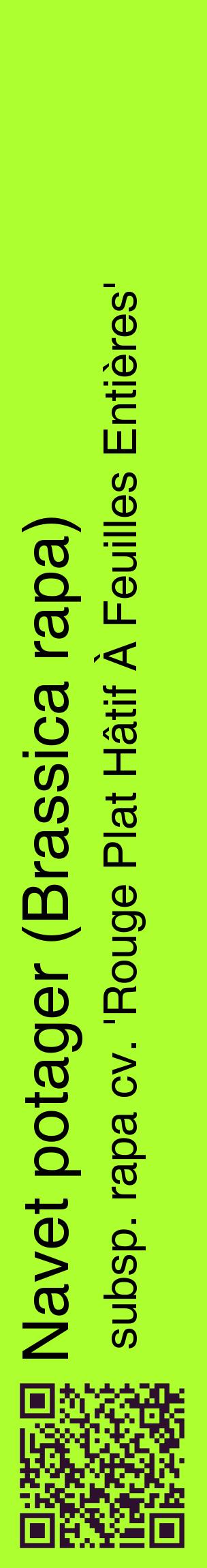 Étiquette de : Brassica rapa subsp. rapa cv. 'Rouge Plat Hâtif À Feuilles Entières' - format c - style noire17_basiquehel avec qrcode et comestibilité