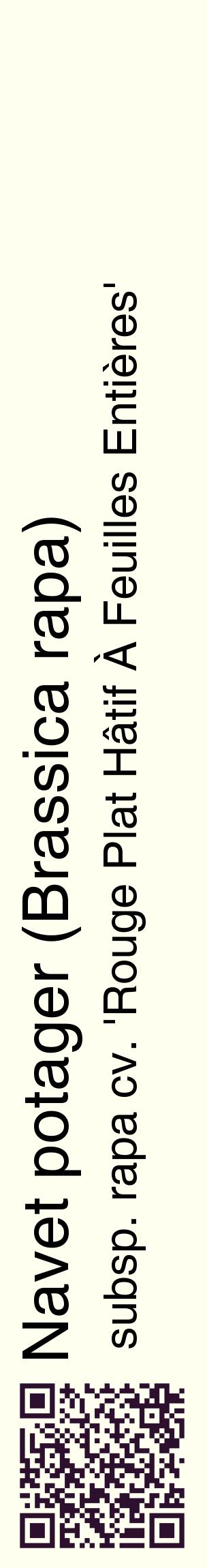Étiquette de : Brassica rapa subsp. rapa cv. 'Rouge Plat Hâtif À Feuilles Entières' - format c - style noire19_basiquehel avec qrcode et comestibilité
