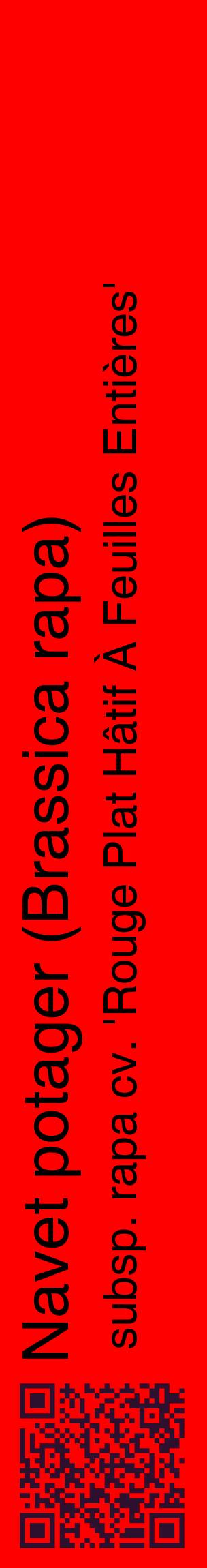 Étiquette de : Brassica rapa subsp. rapa cv. 'Rouge Plat Hâtif À Feuilles Entières' - format c - style noire27_basiquehel avec qrcode et comestibilité