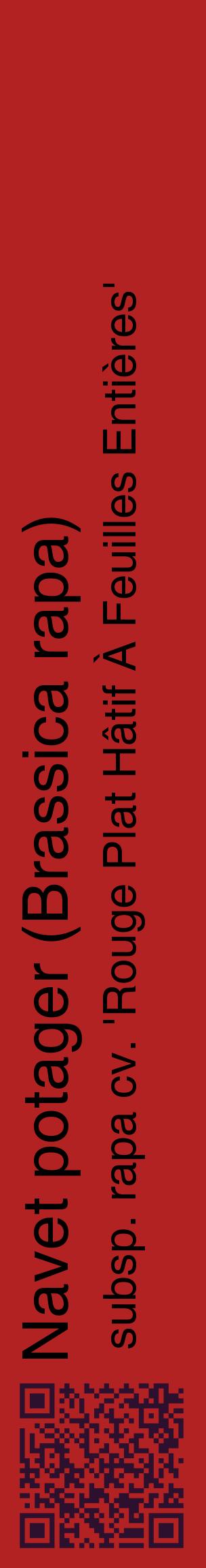 Étiquette de : Brassica rapa subsp. rapa cv. 'Rouge Plat Hâtif À Feuilles Entières' - format c - style noire28_basiquehel avec qrcode et comestibilité