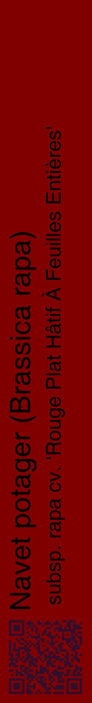 Étiquette de : Brassica rapa subsp. rapa cv. 'Rouge Plat Hâtif À Feuilles Entières' - format c - style noire29_basiquehel avec qrcode et comestibilité