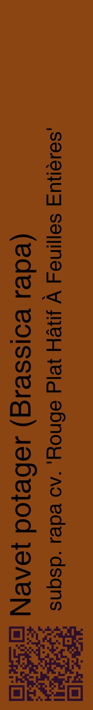 Étiquette de : Brassica rapa subsp. rapa cv. 'Rouge Plat Hâtif À Feuilles Entières' - format c - style noire30_basiquehel avec qrcode et comestibilité
