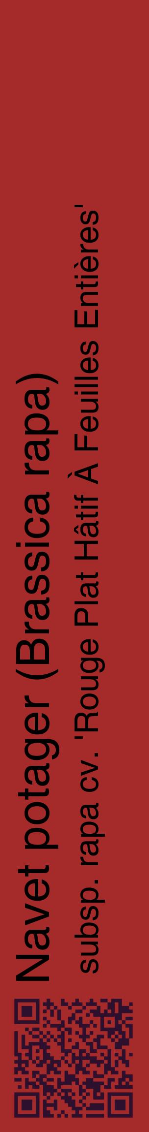 Étiquette de : Brassica rapa subsp. rapa cv. 'Rouge Plat Hâtif À Feuilles Entières' - format c - style noire33_basiquehel avec qrcode et comestibilité