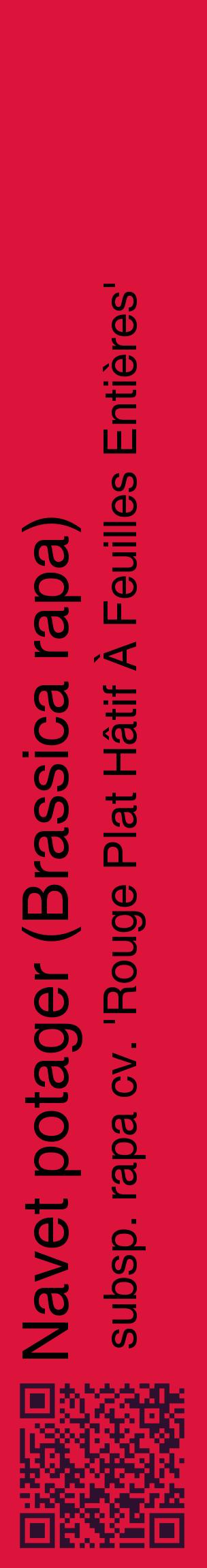 Étiquette de : Brassica rapa subsp. rapa cv. 'Rouge Plat Hâtif À Feuilles Entières' - format c - style noire36_basiquehel avec qrcode et comestibilité