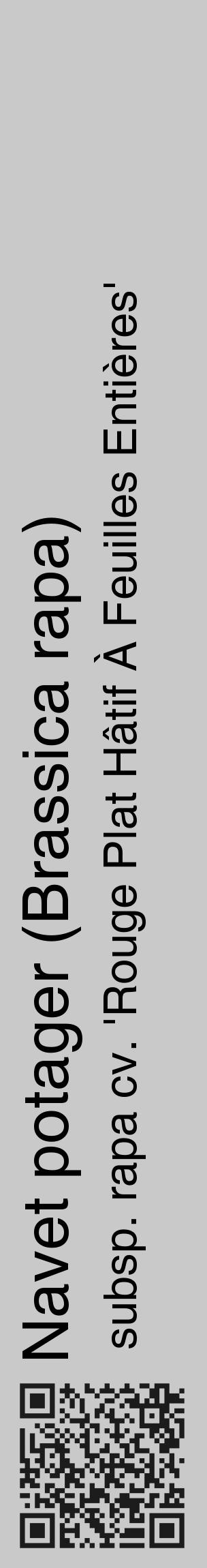Étiquette de : Brassica rapa subsp. rapa cv. 'Rouge Plat Hâtif À Feuilles Entières' - format c - style noire54_basique_basiquehel avec qrcode et comestibilité - position verticale