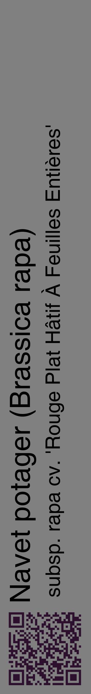 Étiquette de : Brassica rapa subsp. rapa cv. 'Rouge Plat Hâtif À Feuilles Entières' - format c - style noire57_basiquehel avec qrcode et comestibilité