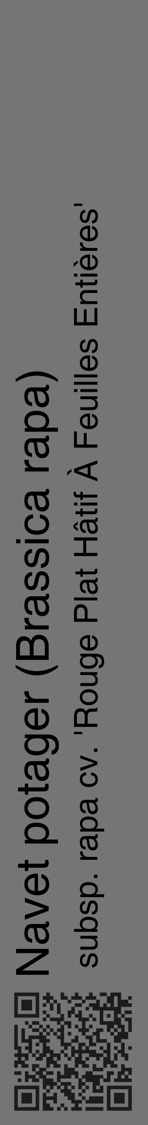 Étiquette de : Brassica rapa subsp. rapa cv. 'Rouge Plat Hâtif À Feuilles Entières' - format c - style noire5_basique_basiquehel avec qrcode et comestibilité - position verticale