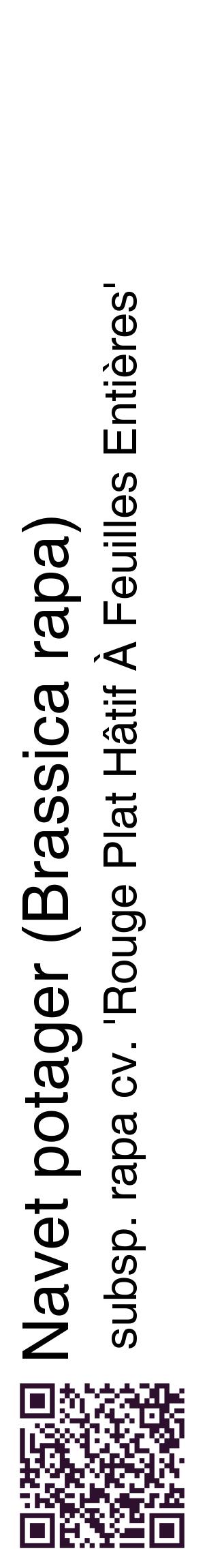 Étiquette de : Brassica rapa subsp. rapa cv. 'Rouge Plat Hâtif À Feuilles Entières' - format c - style noire60_basiquehel avec qrcode et comestibilité