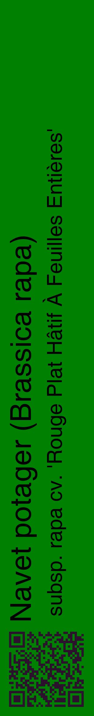 Étiquette de : Brassica rapa subsp. rapa cv. 'Rouge Plat Hâtif À Feuilles Entières' - format c - style noire9_basiquehel avec qrcode et comestibilité
