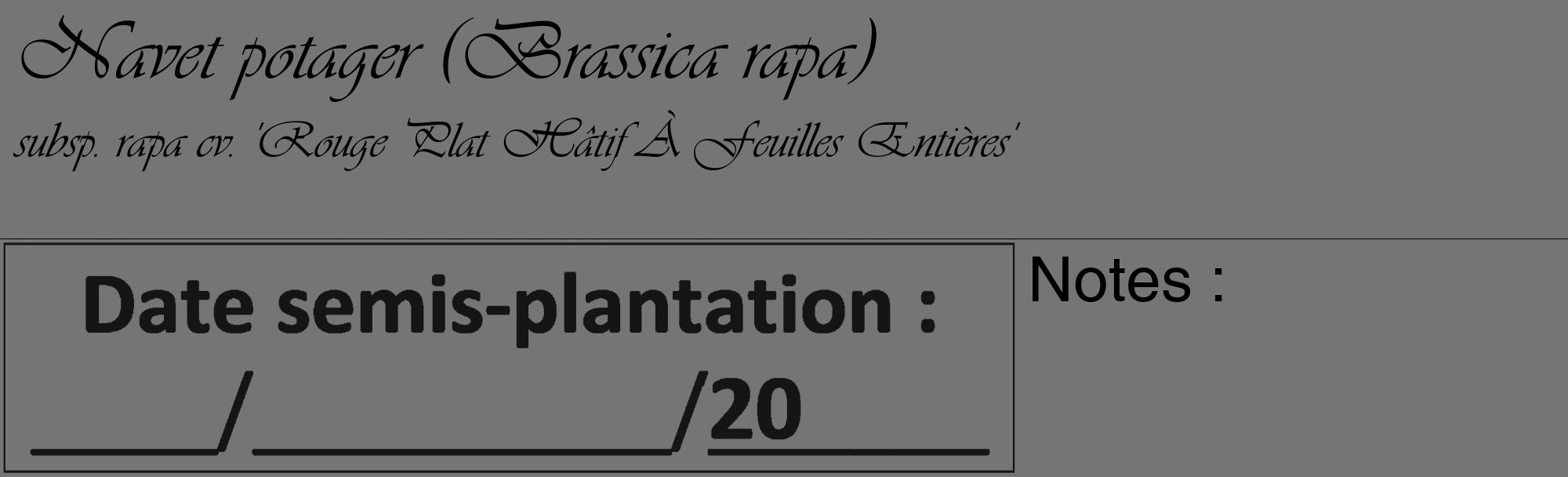 Étiquette de : Brassica rapa subsp. rapa cv. 'Rouge Plat Hâtif À Feuilles Entières' - format c - style noire5_basique_basiqueviv avec comestibilité