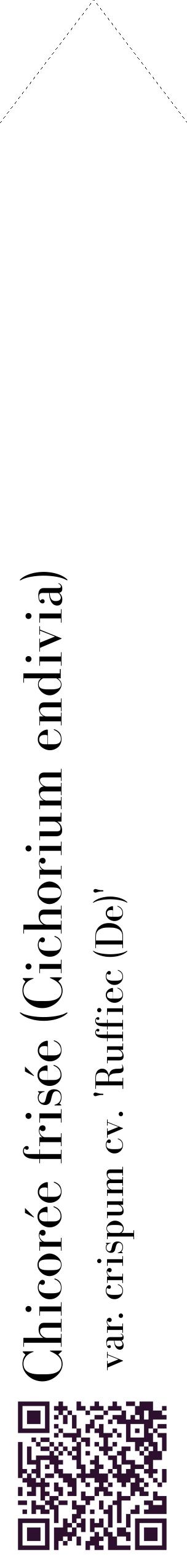 Étiquette de : Cichorium endivia var. crispum cv. 'Ruffiec (De)' - format c - style noire60_simplebod avec qrcode et comestibilité