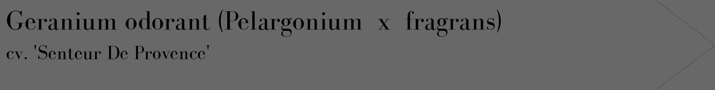 Étiquette de : Pelargonium x fragrans cv. 'Senteur De Provence' - format c - style noire43_simple_simplebod avec comestibilité