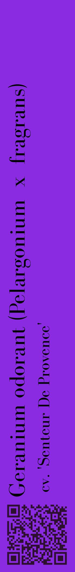Étiquette de : Pelargonium x fragrans cv. 'Senteur De Provence' - format c - style noire49_basiquebod avec qrcode et comestibilité
