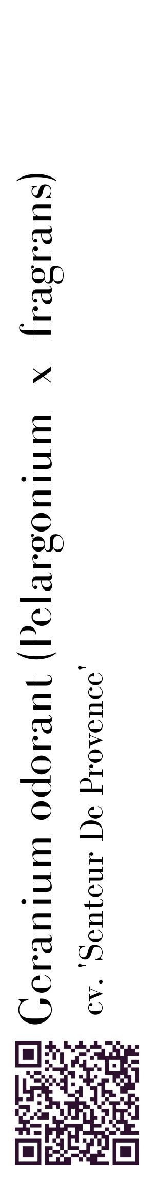 Étiquette de : Pelargonium x fragrans cv. 'Senteur De Provence' - format c - style noire60_basiquebod avec qrcode et comestibilité