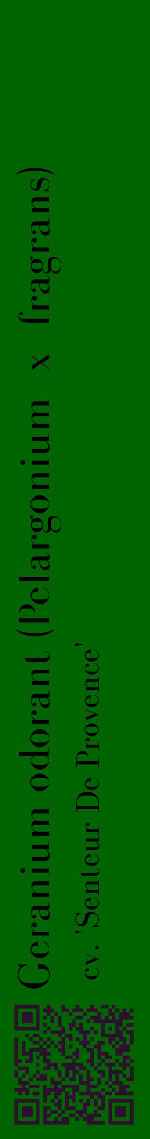 Étiquette de : Pelargonium x fragrans cv. 'Senteur De Provence' - format c - style noire8_basiquebod avec qrcode et comestibilité