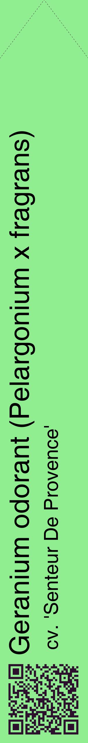 Étiquette de : Pelargonium x fragrans cv. 'Senteur De Provence' - format c - style noire15_simplehel avec qrcode et comestibilité