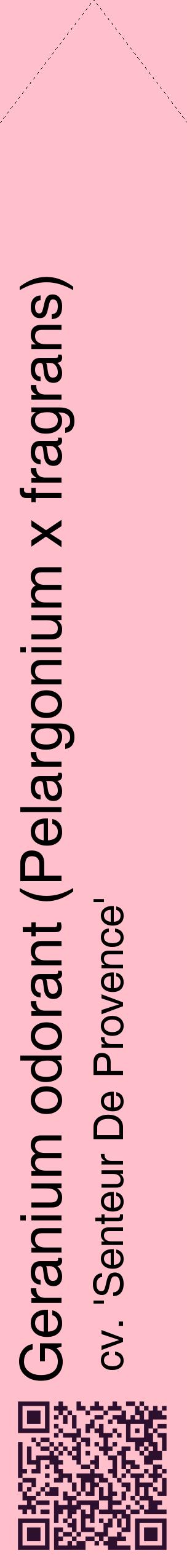Étiquette de : Pelargonium x fragrans cv. 'Senteur De Provence' - format c - style noire40_simplehel avec qrcode et comestibilité