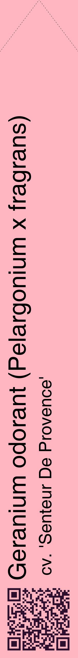 Étiquette de : Pelargonium x fragrans cv. 'Senteur De Provence' - format c - style noire41_simplehel avec qrcode et comestibilité