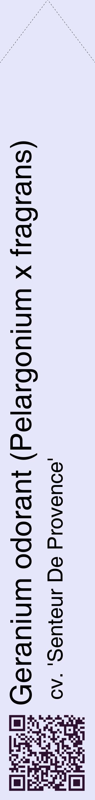 Étiquette de : Pelargonium x fragrans cv. 'Senteur De Provence' - format c - style noire55_simplehel avec qrcode et comestibilité