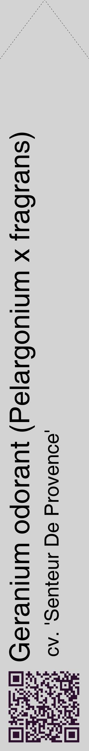 Étiquette de : Pelargonium x fragrans cv. 'Senteur De Provence' - format c - style noire56_simplehel avec qrcode et comestibilité