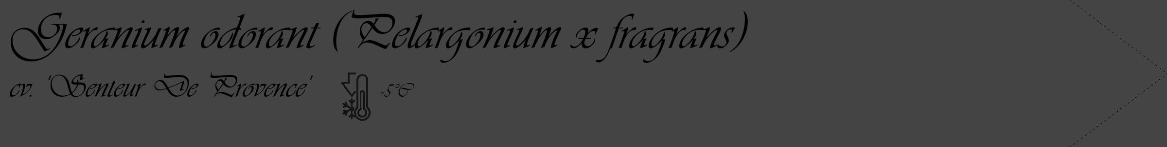 Étiquette de : Pelargonium x fragrans cv. 'Senteur De Provence' - format c - style noire48_simple_simpleviv avec comestibilité