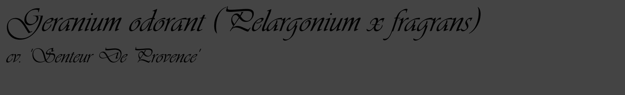 Étiquette de : Pelargonium x fragrans cv. 'Senteur De Provence' - format c - style noire48_basique_basiqueviv avec comestibilité