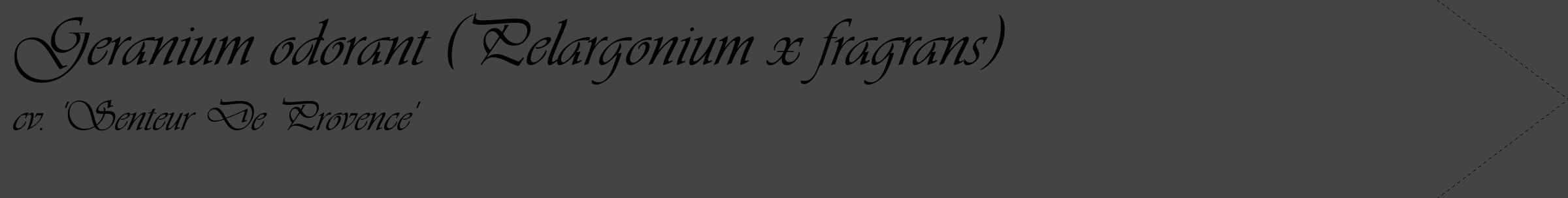 Étiquette de : Pelargonium x fragrans cv. 'Senteur De Provence' - format c - style noire48_simple_simpleviv avec comestibilité