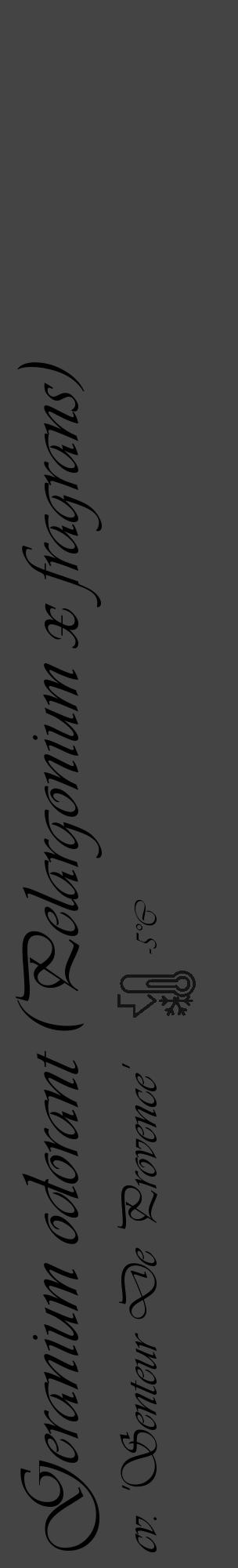 Étiquette de : Pelargonium x fragrans cv. 'Senteur De Provence' - format c - style noire48_basique_basiqueviv avec comestibilité - position verticale