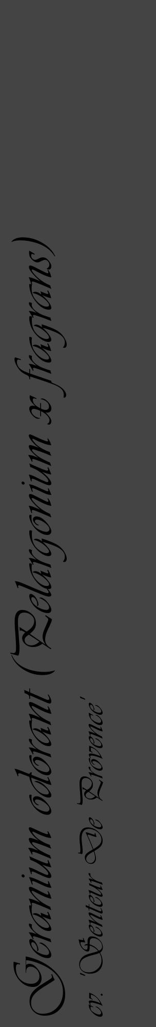 Étiquette de : Pelargonium x fragrans cv. 'Senteur De Provence' - format c - style noire48_basique_basiqueviv avec comestibilité - position verticale