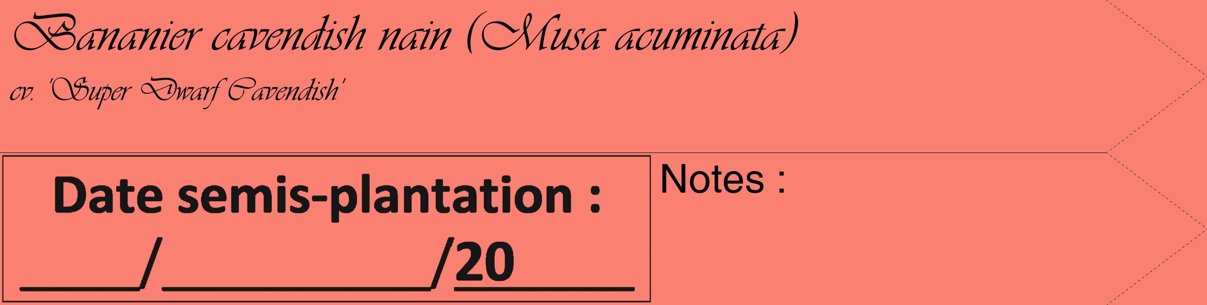Étiquette de : Musa acuminata cv. 'Super Dwarf Cavendish' - format c - style noire38_simple_simpleviv avec comestibilité