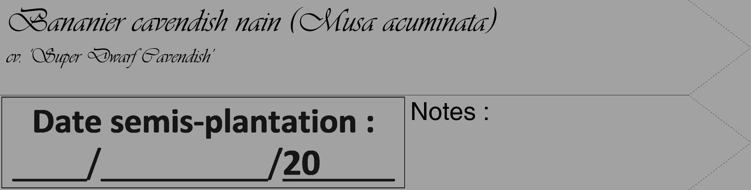 Étiquette de : Musa acuminata cv. 'Super Dwarf Cavendish' - format c - style noire38_simple_simpleviv avec comestibilité