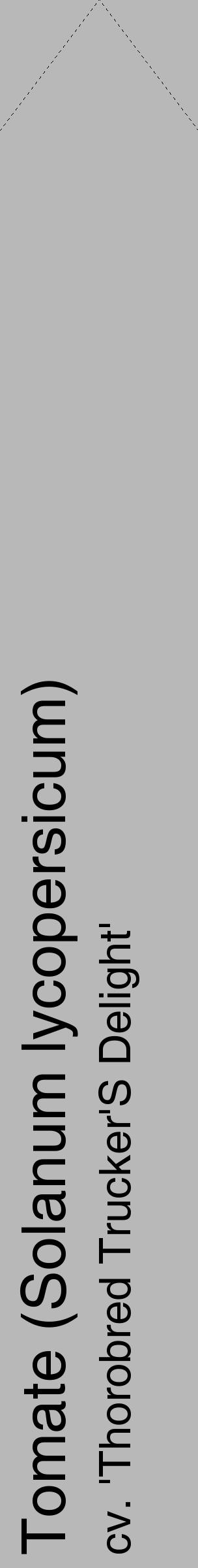 Étiquette de : Solanum lycopersicum cv. 'Thorobred Trucker'S Delight' - format c - style noire39_simple_simplehel avec comestibilité - position verticale