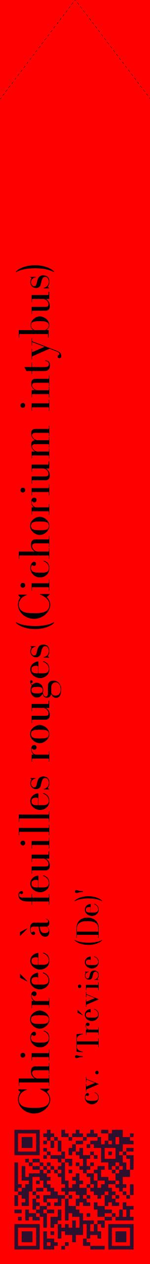Étiquette de : Cichorium intybus cv. 'Trévise (De)' - format c - style noire27_simplebod avec qrcode et comestibilité