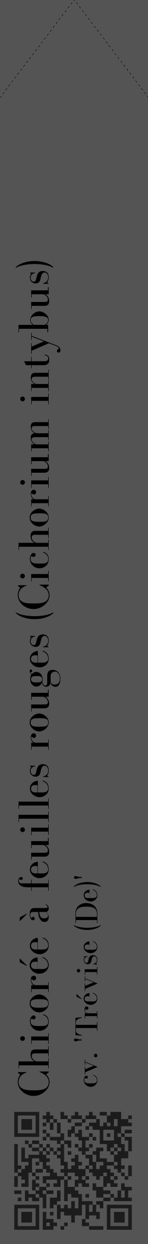 Étiquette de : Cichorium intybus cv. 'Trévise (De)' - format c - style noire36_simple_simplebod avec qrcode et comestibilité - position verticale