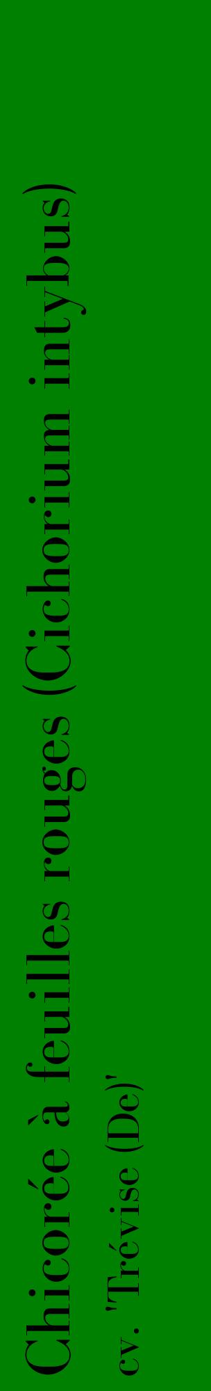 Étiquette de : Cichorium intybus cv. 'Trévise (De)' - format c - style noire9_basiquebod avec comestibilité
