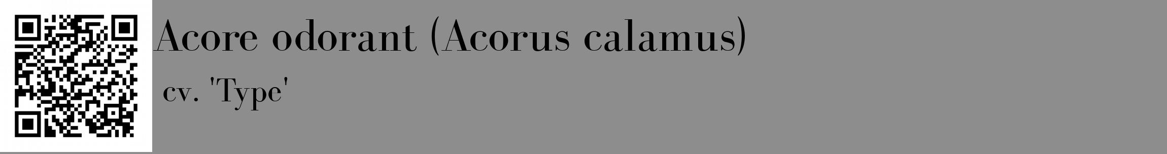 Étiquette de : Acorus calamus cv. 'Type' - format c - style noire2_basique_basiquebod avec qrcode et comestibilité