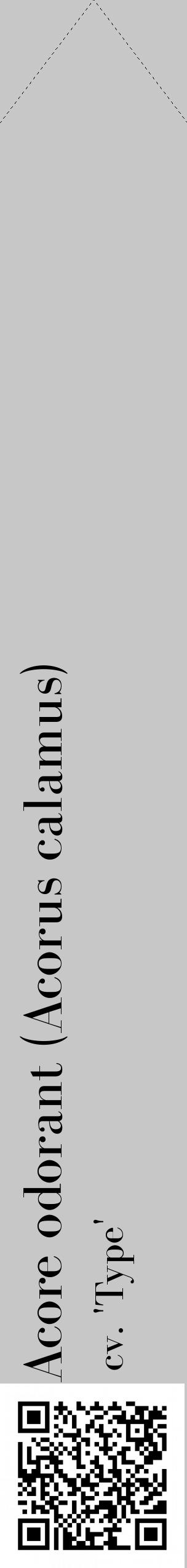 Étiquette de : Acorus calamus cv. 'Type' - format c - style noire15_simple_simplebod avec qrcode et comestibilité - position verticale